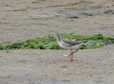 Wilsons Phalarope