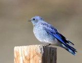 Mountain Bluebird