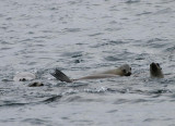 California Sea Lion