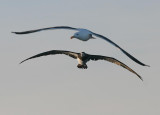 Brown Booby and Western Gull