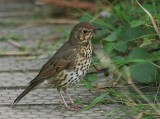 Song Thrush