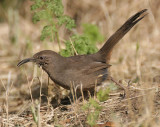 California Thrasher