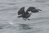 South Polar Skua