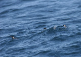 Ancient Murrelet