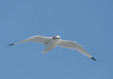 Black-legged Kittiwake