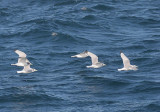 Black-legged Kittiwake