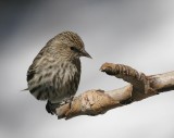 Pine Siskin