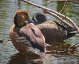 Fulvous Whistling-Duck with Blue-winged Teal