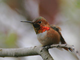 Allens Hummingbird