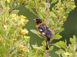 Black-headed Grosbeak