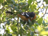 Black-headed Grosbeak