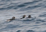 Parakeet Auklet