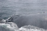 Humpback Whale