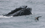 Humpback Whale