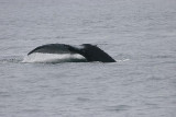 Humpback Whale