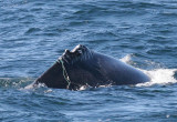 Humpback Whale Entangled in Fishing Gear
