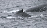 Humpback Whale