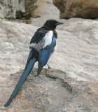 Black-billed Magpie