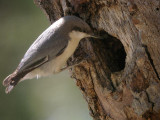 Pygmy Nuthatch