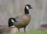 Cackling Goose (minima)