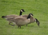 Cackling Goose (Aleutian)