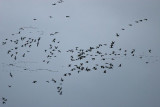 Cackling Goose (Aleutian)