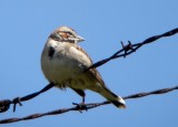 Lark Sparrow