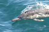 Long-beaked Common Dolphin