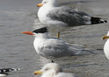 Royal Tern