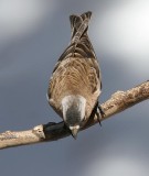 Gray-crowned Rosy-Finch (Gray-crowned)