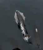 Northern Right Whale Dolphin