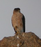 Coopers Hawk