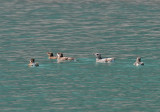 Marbled Murrelet and Kittlitzs Murrelet