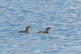 Marbled Murrelet