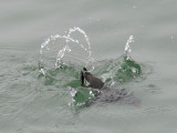 Whiskered Auklet