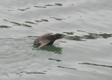 Whiskered Auklet