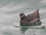 Whiskered Auklet