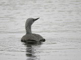 Red-throated Loon