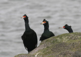 Red-faced Cormorant