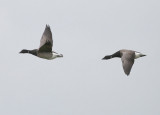 Brant (Atlantic)