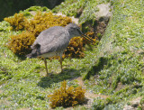 Wandering Tattler