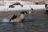 Canada Goose