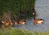 Canada Goose (Dusky)