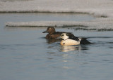 Stellers Eider