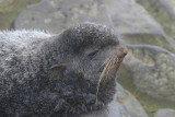 Northern Fur Seal