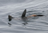 Northern Fur Seal