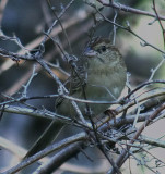 Bachmans Sparrow