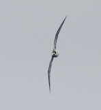 Black-capped Petrel