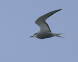 Aleutian Tern