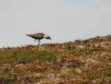 American Golden-Plover